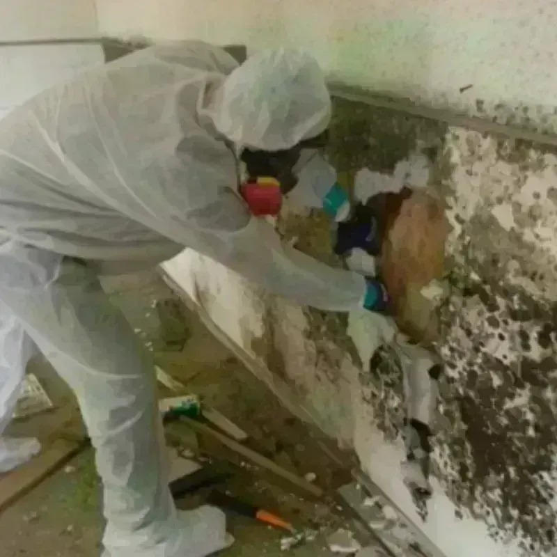 Mold Remediation and Removal in Mauriceville, TX